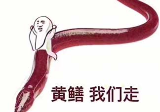 黃鱔為什么火了？黃鱔我們走為什么火了？