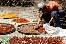桃膠適合什么季節(jié)吃？桃膠什么季節(jié)吃最好？