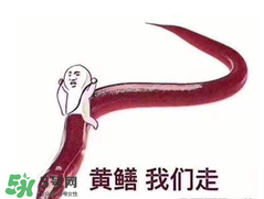七彩皮皮鱔我們往死里鉆是什么意思？七彩皮皮鱔我們?nèi)€好地方是什么意思？