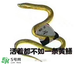 七彩皮皮鱔我們往死里鉆是什么意思？七彩皮皮鱔我們?nèi)€好地方是什么意思？