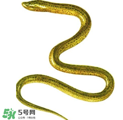 七彩皮皮鱔我們往死里鉆是什么意思？七彩皮皮鱔我們?nèi)€好地方是什么意思？