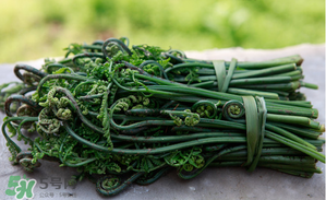 蕨菜能吃嗎？蕨菜可以吃嗎？