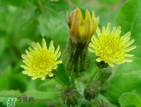 苦菜什么時(shí)候有？苦菜幾月份有？