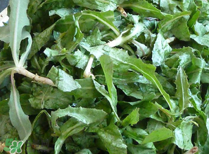 苦菜什么時(shí)候有？苦菜幾月份有？