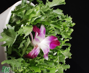 苦菜什么時(shí)候有？苦菜幾月份有？