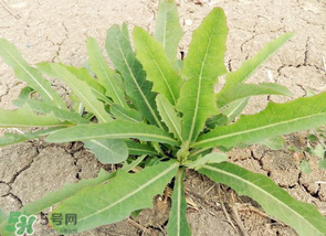 苦菜什么人不能吃？什么體質(zhì)不宜吃苦菜？