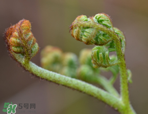 吃蕨菜會過敏嗎？皮膚過敏能吃蕨菜嗎？