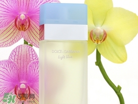dolce gabanna香水哪款好聞？DG杜嘉班納香水推薦