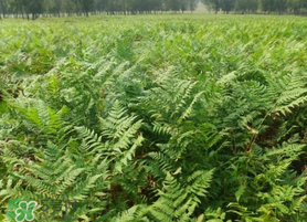 蕨菜可以種植嗎？蕨菜怎么種植？