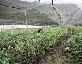 蕨菜可以種植嗎？蕨菜怎么種植？
