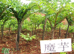 魔芋什么味道？怎么去除魔芋味道？