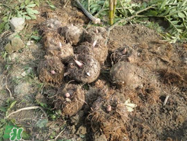 魔芋什么時(shí)候種植？魔芋怎么種植技術(shù)？