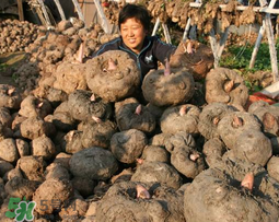 魔芋什么時(shí)候種植？魔芋怎么種植技術(shù)？