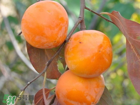 柿子什么季節(jié)成熟？柿子什么時候吃最好？