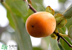 柿子為什么會(huì)澀？柿子怎么吃不澀？