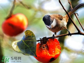 柿子為什么會黑？柿子為什么凍完發(fā)黑？