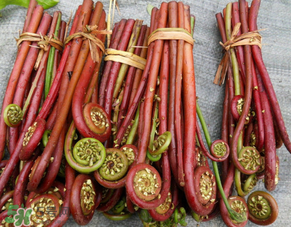 蕨菜是發(fā)物嗎？蕨菜是不是發(fā)物嗎？