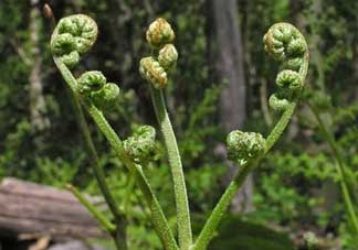 野生蕨菜多少錢一斤？蕨菜多少錢一斤？