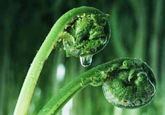 吃蕨菜會過敏嗎？皮膚過敏能吃蕨菜嗎？