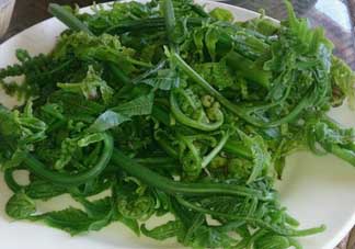 蕨菜是發(fā)物嗎？蕨菜是不是發(fā)物嗎？