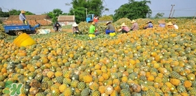 怎么挑菠蘿？如何挑選好吃的菠蘿