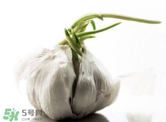 發(fā)芽的大蒜能吃嗎？發(fā)芽的大蒜能不能吃