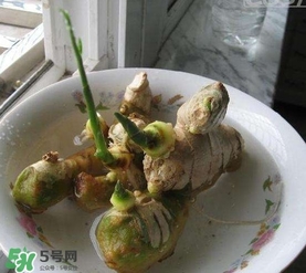 生姜發(fā)芽了能吃嗎？生姜發(fā)芽了能不能吃