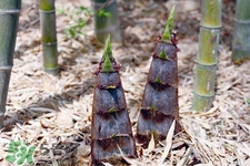 春筍怎么處理？春筍怎么處理不會(huì)澀嘴？