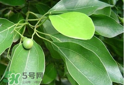 香樟樹的香味有害嗎？香樟樹的香味有沒有害