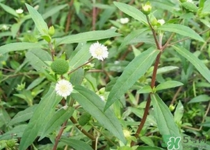 蒲公英的根和葉哪個(gè)好？蒲公英葉和根的功效