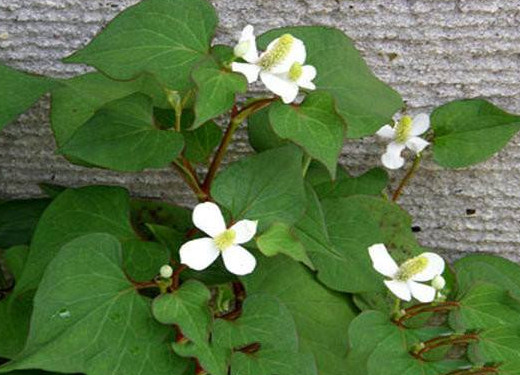 蕺菜怎么念？蕺菜怎么讀