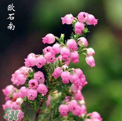 石楠花可以吃嗎？石楠花花語(yǔ)