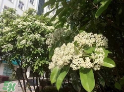 石楠花可以吃嗎？石楠花花語(yǔ)
