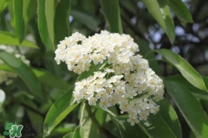 石楠花可以吃嗎？石楠花花語(yǔ)