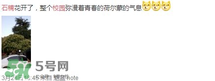 為什么學校要種石楠花？石楠花的味道為什么這么銷魂？