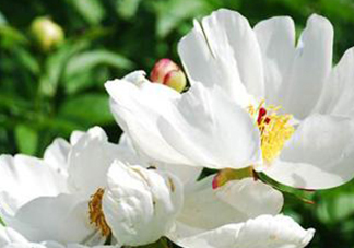 白芍可以美白嗎？白芍怎么美白？