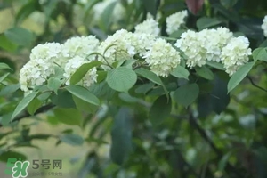 為什么學校要種石楠花？石楠花的味道為什么這么銷魂？