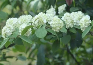 為什么學(xué)校要種石楠花？石楠花的味道為什么這么銷魂？