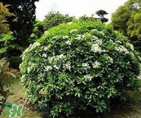 為什么學校要種石楠花？石楠花的味道為什么這么銷魂？