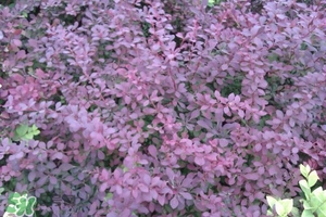 石楠花可以吃嗎？石楠花花語(yǔ)