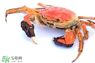 五月份可以吃螃蟹嗎？5月份可以吃螃蟹嗎？