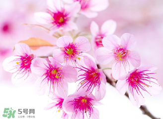 五月份還有櫻花嗎？日本5月份還有櫻花嗎？