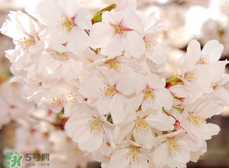 五月份還有櫻花嗎？日本5月份還有櫻花嗎？