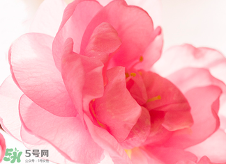 五月份還有櫻花嗎？日本5月份還有櫻花嗎？