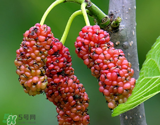 桑葚什么時(shí)候結(jié)果？桑葚幾年結(jié)果？