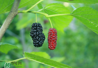 桑葚什么時(shí)候結(jié)果？桑葚幾年結(jié)果？