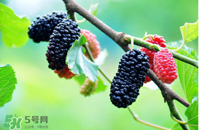 哪些人不能吃桑葚？桑葚什么人不能吃？