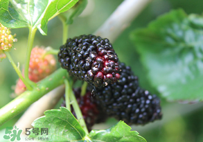 哪些人不能吃桑葚？桑葚什么人不能吃？