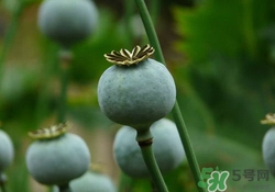 罌粟苗能當(dāng)菜吃嗎？罌粟苗可以當(dāng)菜吃嗎？
