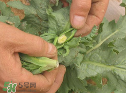 大煙苗能吃嗎？大煙苗能生吃嗎？